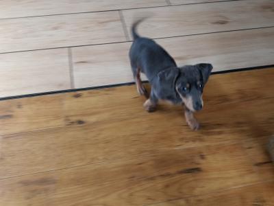 Miniature Dachshund puppies in Wexford
