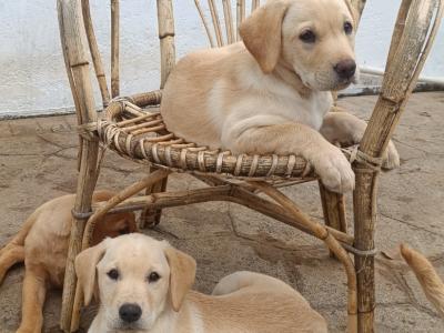 Outstanding Labrador puppies in Cavan !! Intelligent, loyal and eager to please !!**