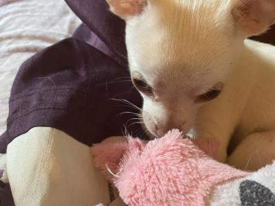 Beautiful Chihuahua puppies in Mayo