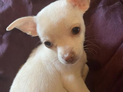 Beautiful Chihuahua puppies in Mayo