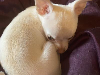 Beautiful Chihuahua puppies in Mayo