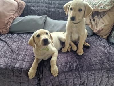 Golden Labrador puppies in Carlow