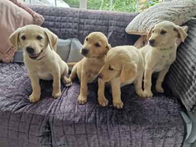 Golden Labrador puppies in Carlow