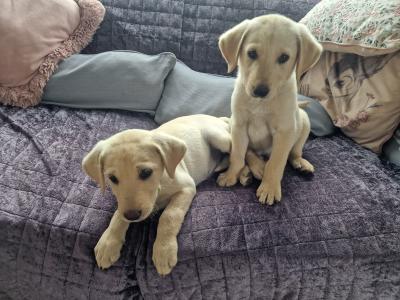 Golden Labrador puppies in Carlow