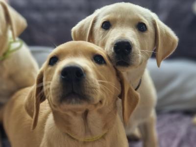 Golden Labrador puppies in Carlow