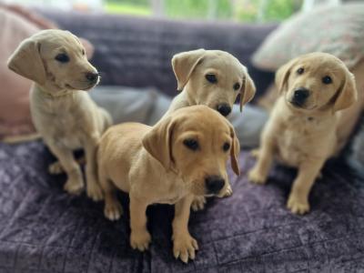 Golden Labrador puppies in Carlow