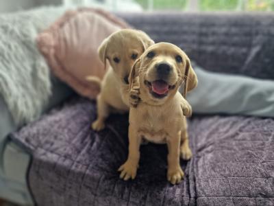 Golden Labrador puppies in Carlow