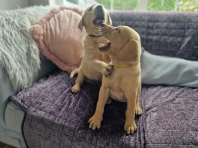 Golden Labrador puppies in Carlow