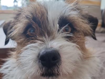 Rough Coated Jack Russell