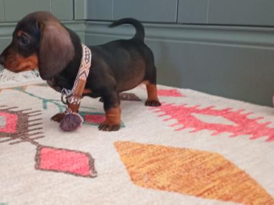 Miniature Dachshunds puppies in Dublin
