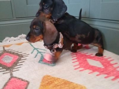 Miniature Dachshunds puppies in Dublin