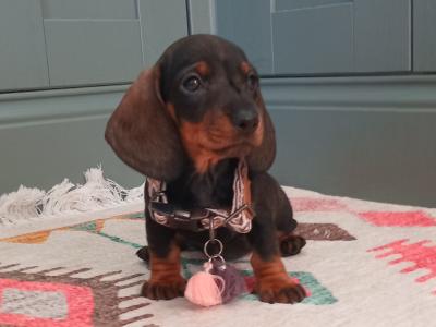 Miniature Dachshunds puppies in Dublin