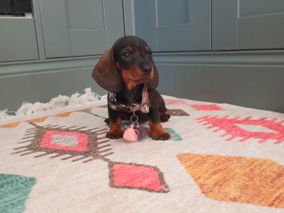 Miniature Dachshunds puppies in Dublin