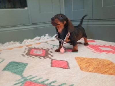 Miniature Dachshunds puppies in Dublin