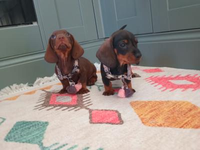 Miniature Dachshunds puppies in Dublin