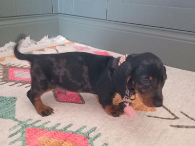 Miniature Dachshunds puppies in Dublin