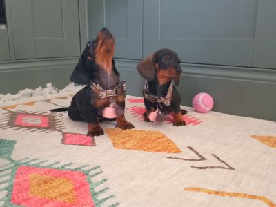 Miniature Dachshunds puppies in Dublin