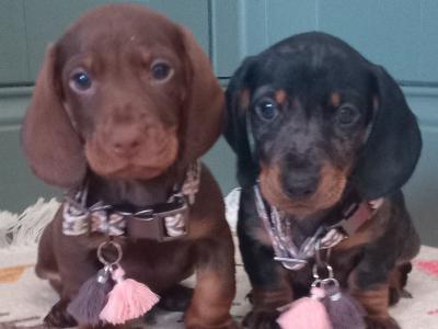 Miniature Dachshunds puppies in Dublin
