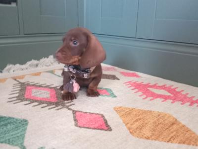Miniature Dachshunds puppies in Dublin