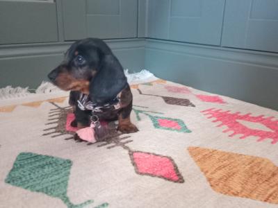 Miniature Dachshunds puppies in Dublin