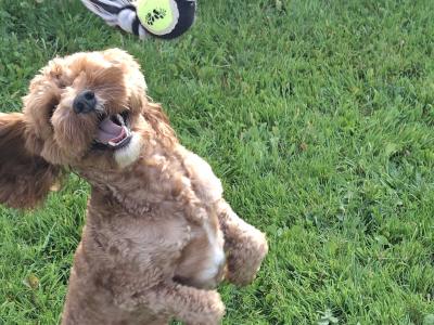 Oscar, the beautiful Cavapoo for stud in Dublin