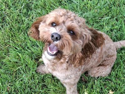Oscar, the beautiful Cavapoo for stud in Dublin