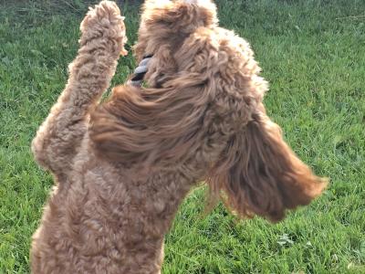 Oscar, the beautiful Cavapoo for stud in Dublin