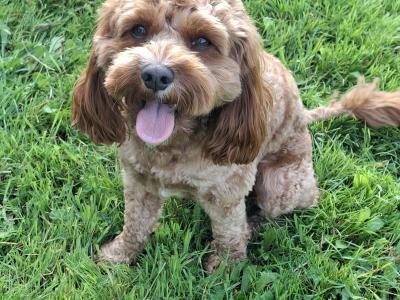 Oscar, the beautiful Cavapoo for stud in Dublin