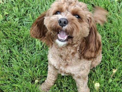 Oscar, the beautiful Cavapoo for stud in Dublin