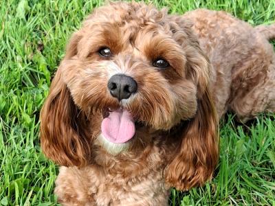 Oscar, the beautiful Cavapoo for stud in Dublin