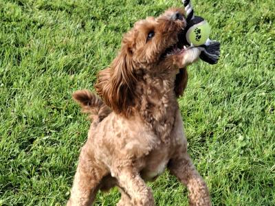 Oscar, the beautiful Cavapoo for stud in Dublin