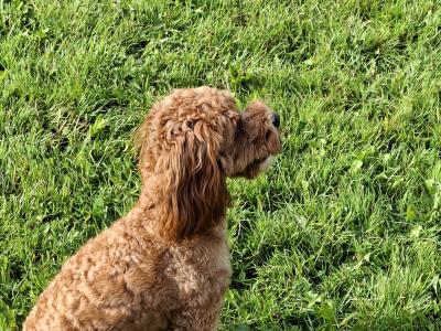 Oscar, the beautiful Cavapoo for stud in Dublin