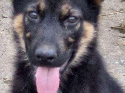 Stunning, Purebred Straight Backed Traditional German Shepherd puppies in Offaly
