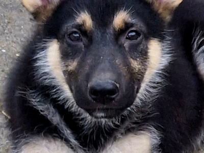 Stunning, Purebred Straight Backed Traditional German Shepherd puppies in Offaly