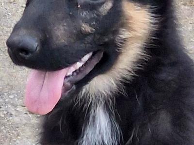 Stunning, Purebred Straight Backed Traditional German Shepherd puppies in Offaly