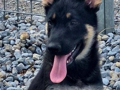 Stunning, Purebred Straight Backed Traditional German Shepherd puppies in Offaly
