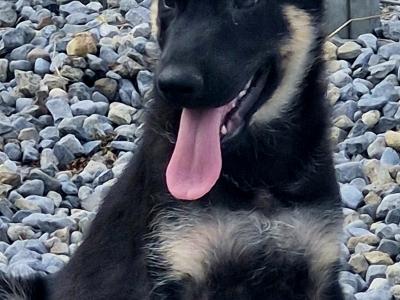 Stunning, Purebred Straight Backed Traditional German Shepherd puppies in Offaly