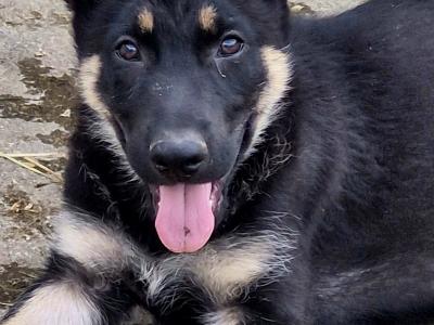 Stunning, Purebred Straight Backed Traditional German Shepherd puppies in Offaly
