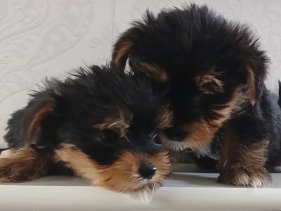 Yorkshire Terrier puppies in Longford
