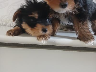 Yorkshire Terrier puppies in Longford