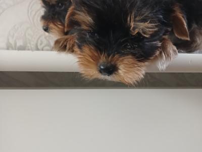 Yorkshire Terrier puppies in Longford