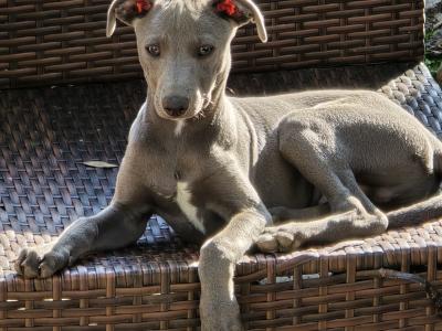 Whippet pups . Very strong healthy litter. Blue,Black,Blue/white,Fawn/White.