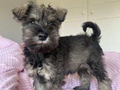 Beautiful IKC Registered Miniature Schnauzer puppies