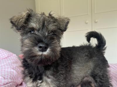 Beautiful IKC Registered Miniature Schnauzer puppies in Wexford