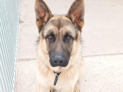 Male German Shepherd in Cork - Great Guard Dog