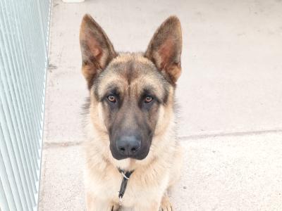 IKC Registered male German Shepherd puppy 11 months old in Cork - Great Guard Dog