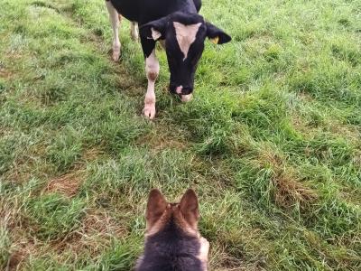 Male German Shepherd in Cork - Great Guard Dog