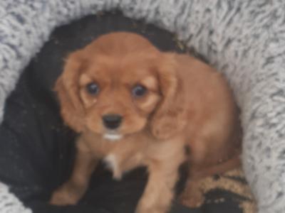 Vet checked Cavalier King Charles puppies in Wicklow