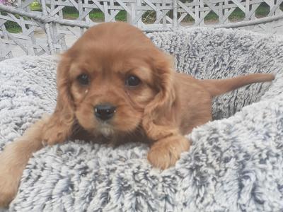Vet checked Cavalier King Charles puppies in Wicklow
