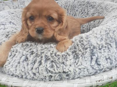 Vet checked Cavalier King Charles pups